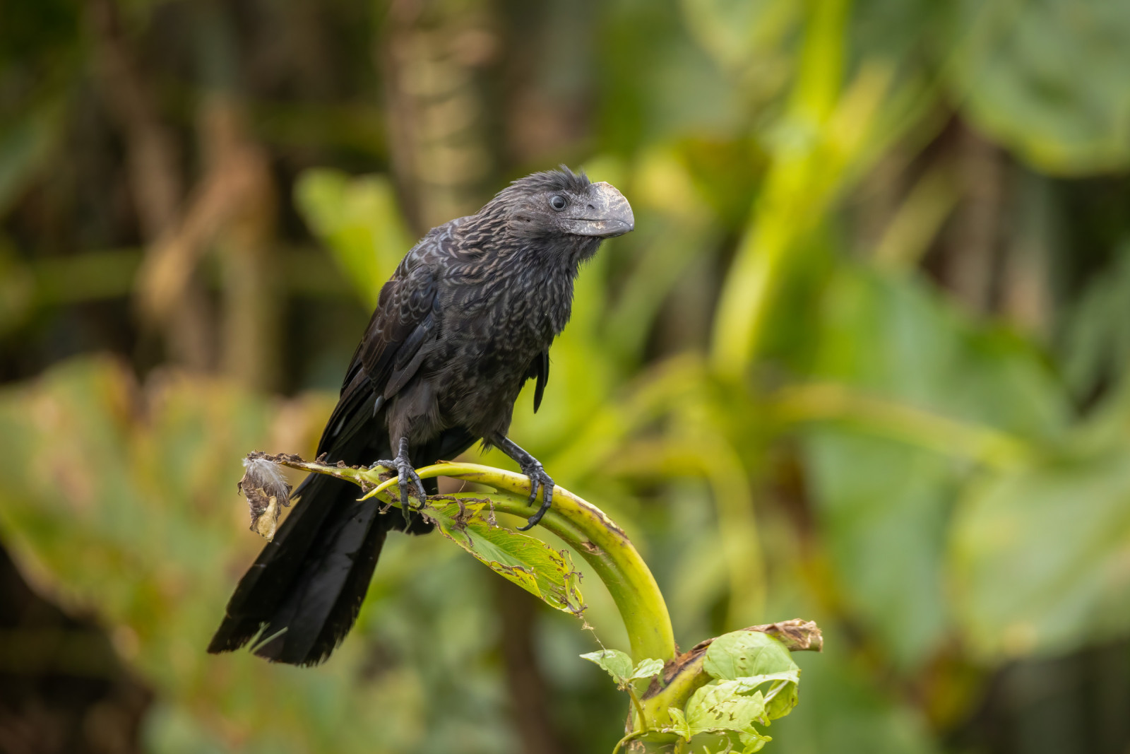 image Smooth-billed Ani